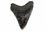 Fossil Megalodon Tooth - South Carolina #151810-2